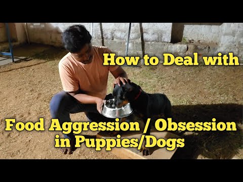 Food aggression / Obsession in puppies/dogs @Balu's K-9 Dog training # ...