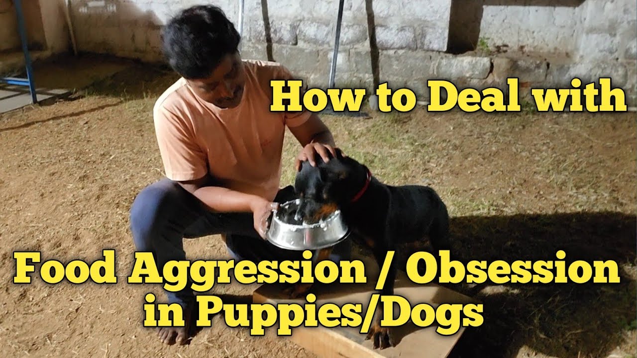 Food aggression / Obsession in puppies/dogs 