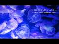 [環境音/ASMR] 踊るクラゲと優しい水の音｜深海・水泡・鐘のヒーリングサウンド 8時間