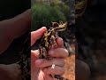 This Super Powered Lizard Literally Doesn’t Drink Water 😳