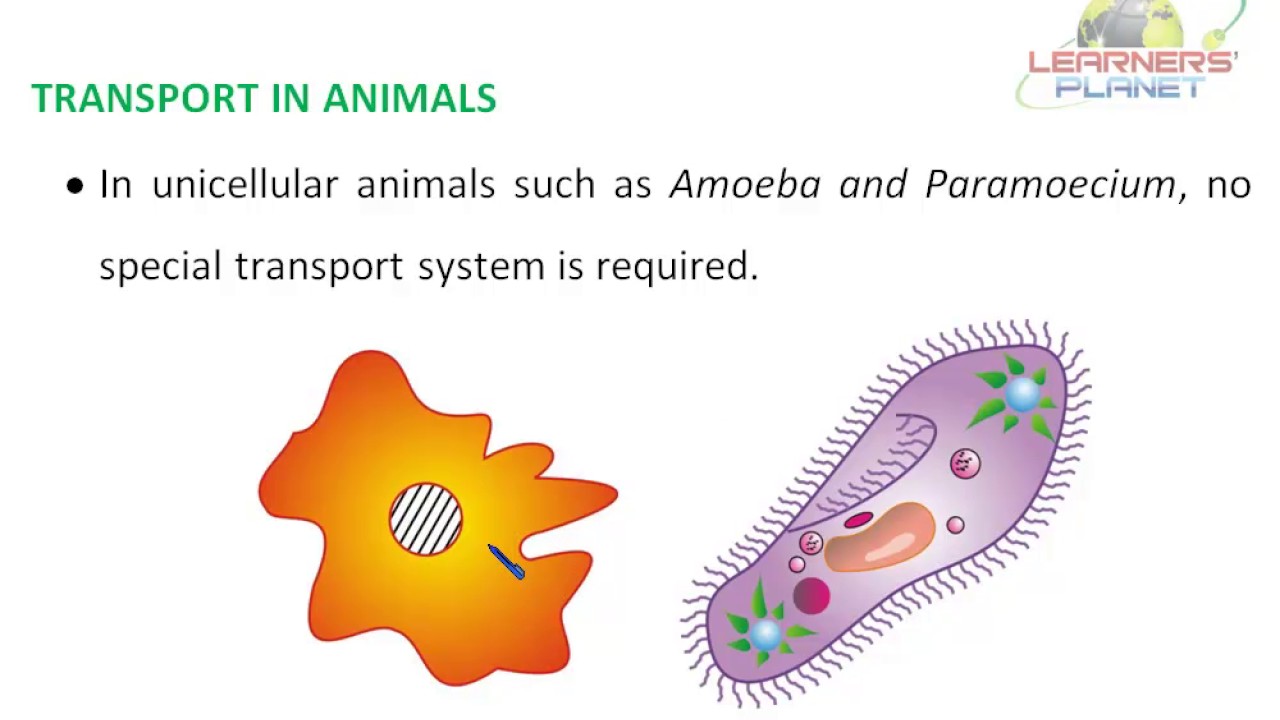 CBSE 7th science video on transport of substances in animals and plants TS  1 - YouTube