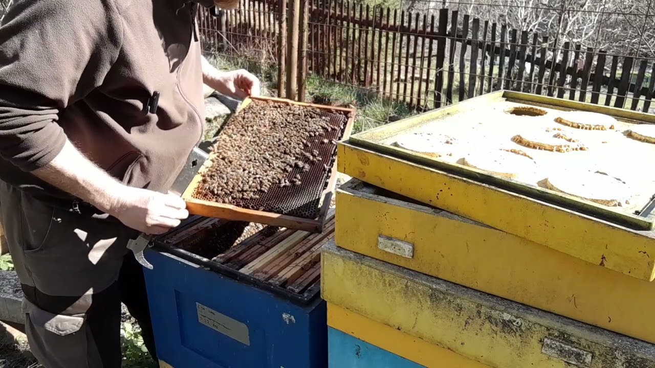 Na kávě se včelařem - spojování včelstev na jaře + ukázka