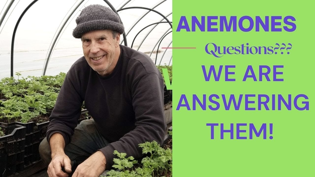 Anemone Questions!  New Follow up Q&A