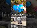 Animal Names | Kids Learn at the Brook: Pig Cheetah Panda Hippo Horse