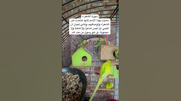 #سورة_الشعراء #القرآن_الكريم #ترتيل #المصحف #العراق #مصر #طيور #quran #birds #budgies #lovebirds