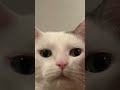 Don’t let my cat catch you. #funny #cats #catshorts #horrorstory #memes