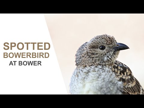 Australian Birds. Spotted Bowerbird Attending Bower Queensland.Australian Bird Media. Nikon Z6