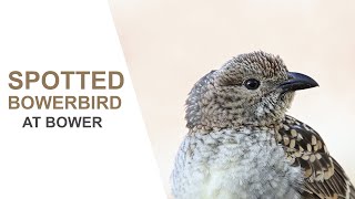 Australian Birds. Spotted Bowerbird   Attending  Bower Queensland.Australian Bird Media. Nikon Z6