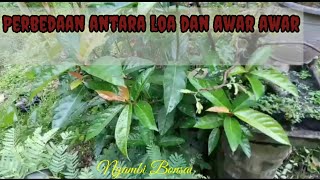 Perbedaan  pohon loa dan pohon awar awar