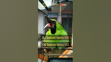 Cucak ijo gembung melet #shorts
