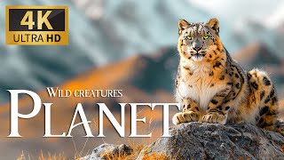 Wild Creatures Planet 4K 🐈 Discovery Animmals Ultimate Around the World with Calm Relax Piano Music