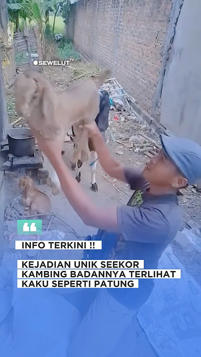 Kambing ajaib berbadan patung #beritaviral #beritaterkini #news