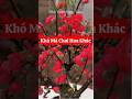 Mai đỏ Nhật Bản - Ai đã chơi cây này rồi thì khó mà đổi sang cây khác lắm! ☎️092.391.6866 #maido.
