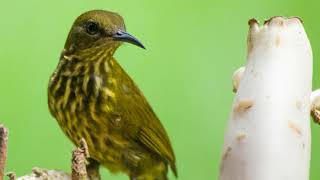 Suara Burung Madu Rimba (Purple Naped Sunbird)