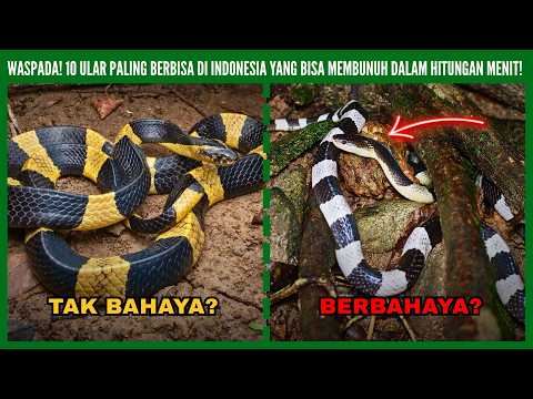 10 of the Deadliest Snakes in Indonesia, Frequently Entering Residential Areas! 🐍