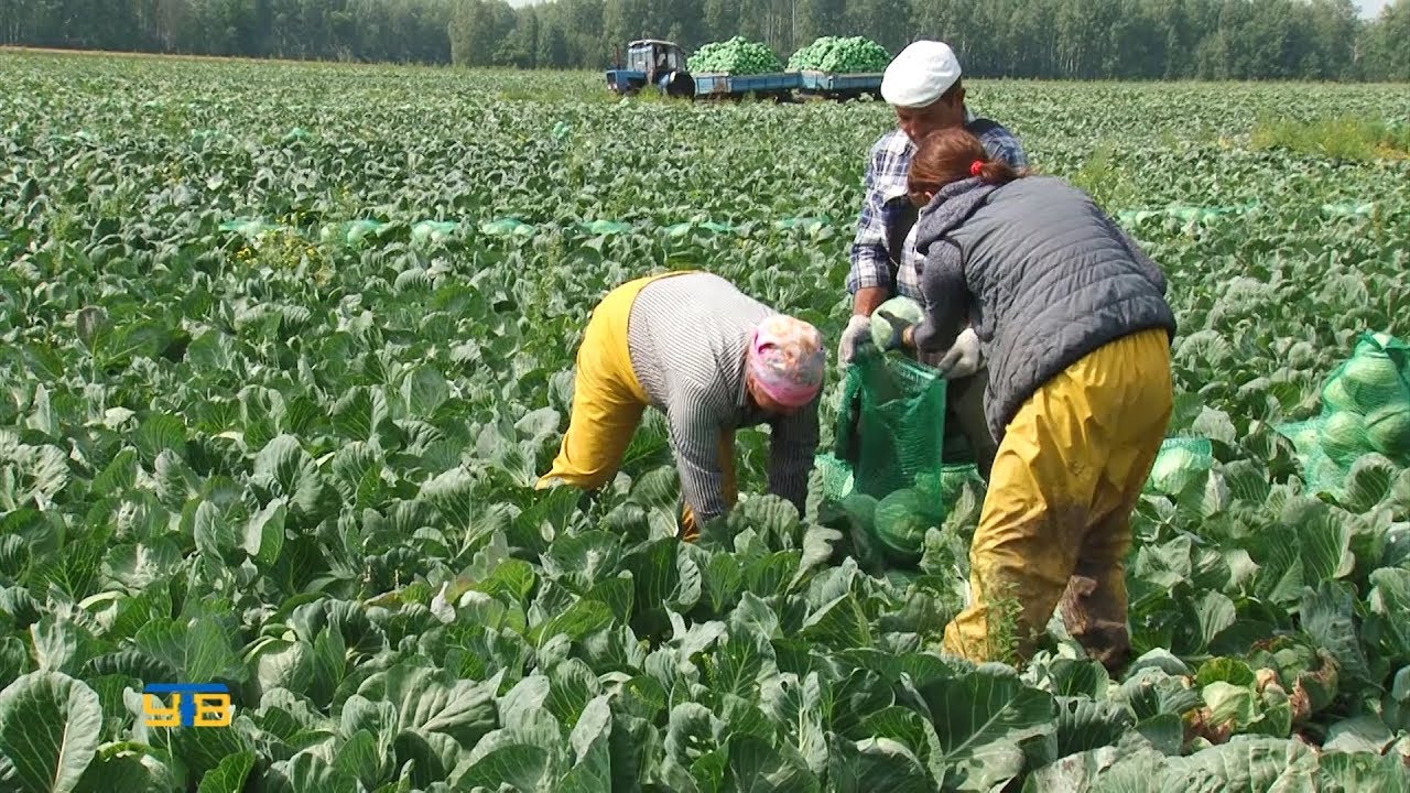 две десятых урожая. уборка капусты. пшеница трактора. две десятых урожая. комбайн для уборки капусты asa-lift.