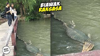 Bukan Editan! Penemuan Biawak Raksasa Yang Terekam Kamera