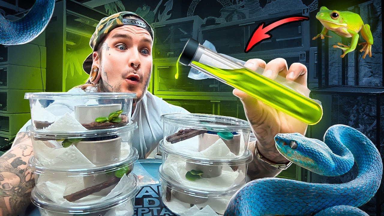 Using FROG JUICE to feed Baby VIPERS! YouTube