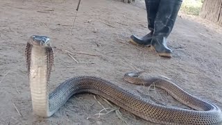 Cobra, Peligro Sa Patubigan Sa Bukid Jtg Kamandag