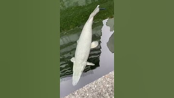 Cá Koi & Các loại Cá Cảnh - Cá Phong Thuỷ