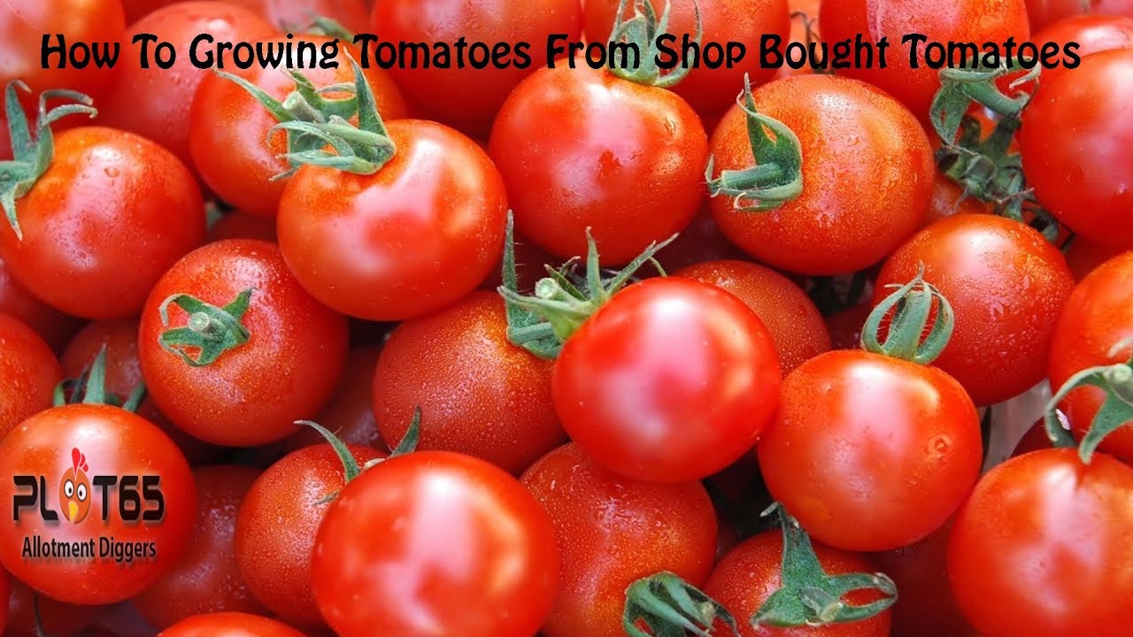 Can I Grow Tomatoes from Store Bought Tomatoes 