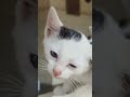 cute cats #cats #cat #kitten #kitty #animals #pets#cutecat #catstory #animallife #aniamls#catvideos