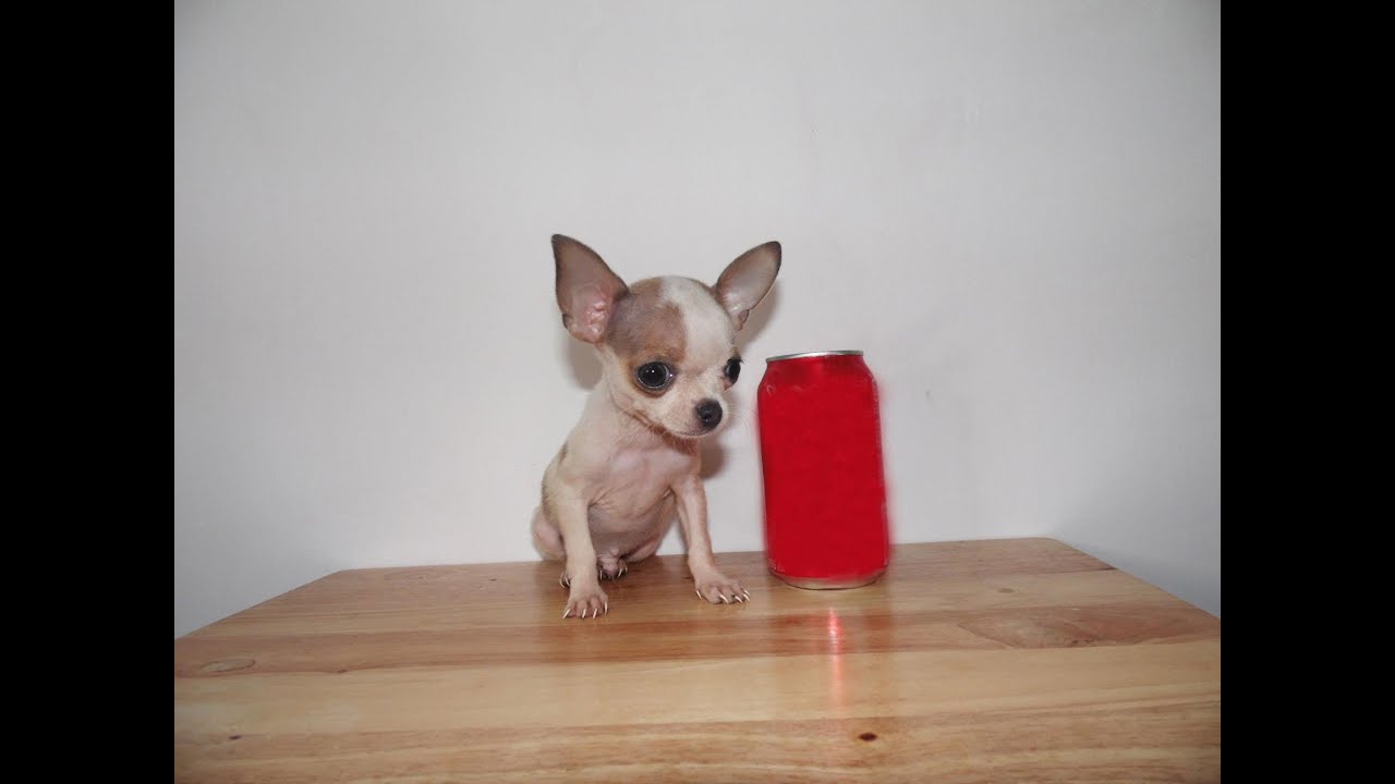 Venta de Cachorros Chihuahua Cabeza de Manzana YouTube