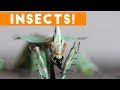 Creepiest Insects and Spiders of 2017   Funny Pet Videos