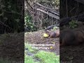 Cute animal moments how you like them apples