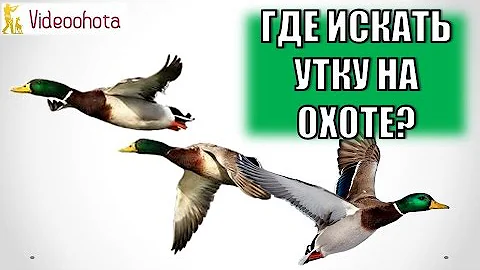 Где искать утку на охоте? Videoohota