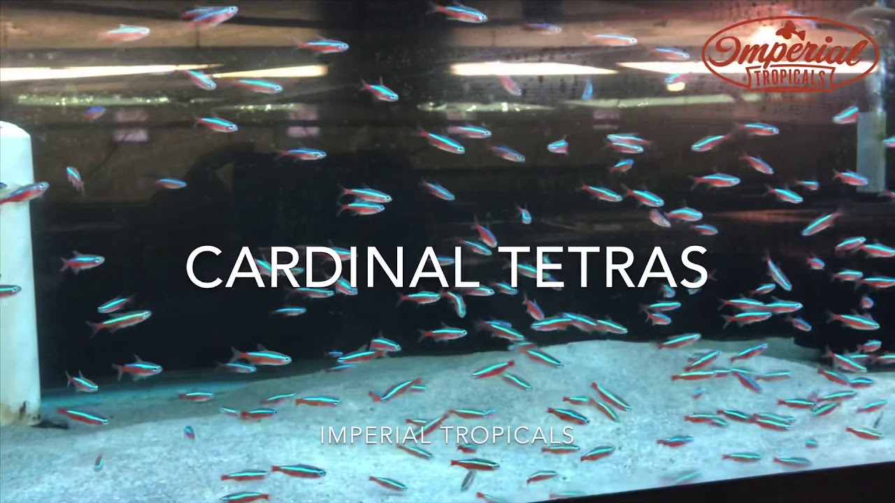 Cardinal Tetras - Wattley Discus