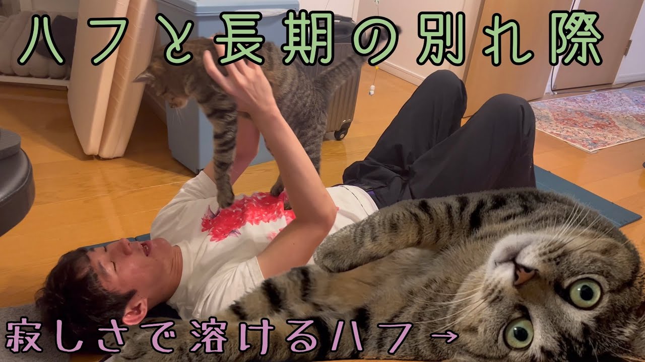 猫を置いて出掛けるのは寂しい、そして猫もまた寂しい