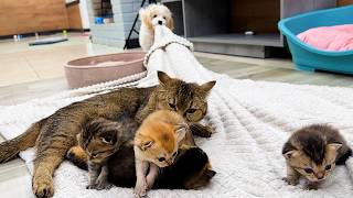 Puppy Moon wants to carry mother cat and baby kittens to another place / cute and funny by Kitten Street 3,006 views 1 month ago 2 minutes, 58 seconds