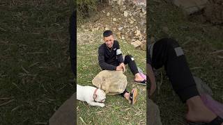 Hero Dog Saves A Boy From A Deadly Rockfall A Powerful Emotional Pet Story