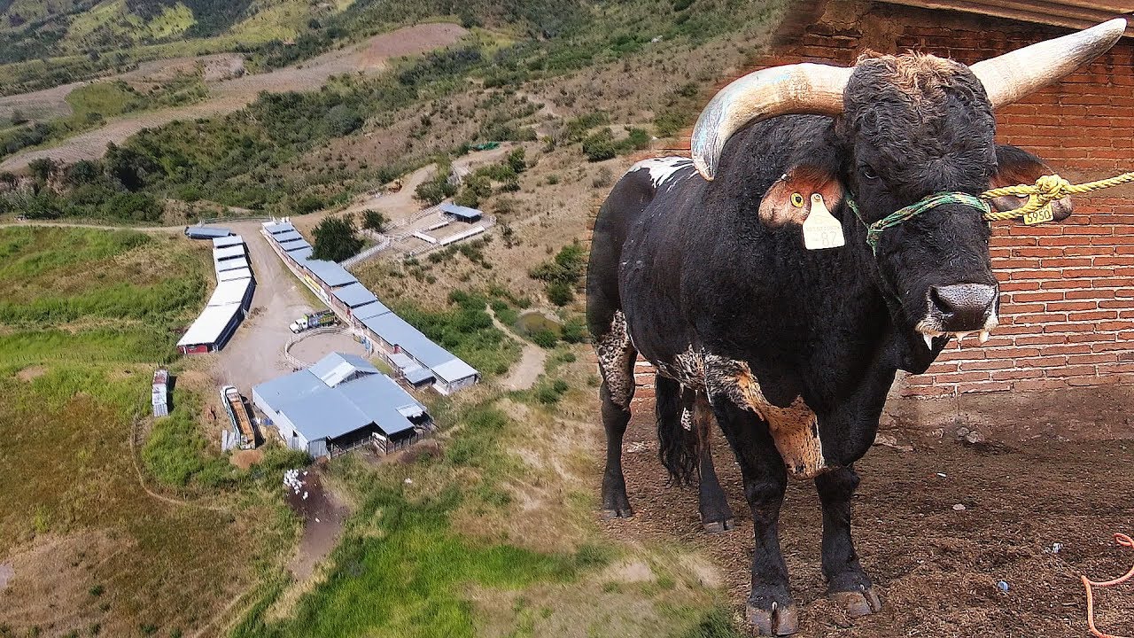 ¡¡¡CHULADA DE RANCHO YA 6 AÑOS EN EL JARIPEO!!! El Farallon En Su Aniversario!!! mexicano restaurant