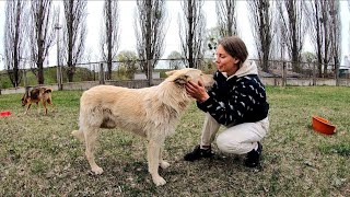 Homeless Dog Thanks Woman Who Feeds him and his Friends