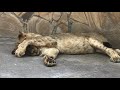 Львенок-говорун и его друг тигренок) Тайган Talking lion cub and his friend tiger) Taigan