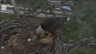 SWFL Eagles * M15 Proudly Delivers A Huge Fish for Christmas Eve Dinner * Mom & E14 Approved XOXO