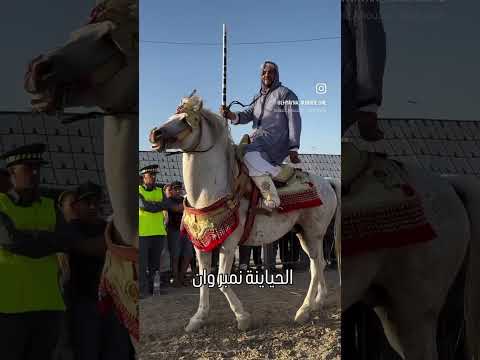 ماشاءالله تبارك الرحمن فحل حالب في ملكية محمد المداد من فعاليات مهرجان واد أمليل