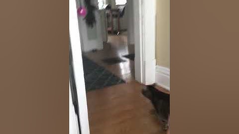 My cat plays fetch better than a dog.  Good dog.