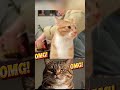 Cat Said Hello ?