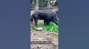 Mô hình nuôi heo rừng lai tại nhà