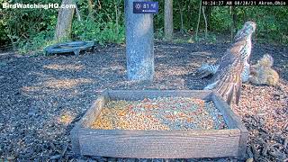 A hawk attacked a squirrel, and then this happened...