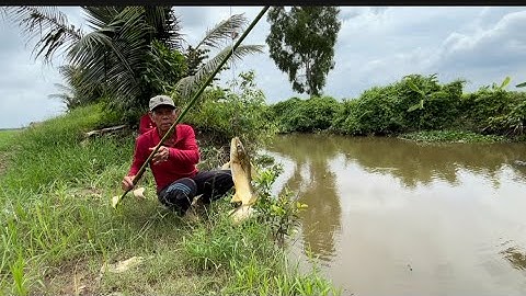 Bữa nay theo mấy cháu ở đồng giồng chác câu cá được anh 5 hổ trợ giây lát 