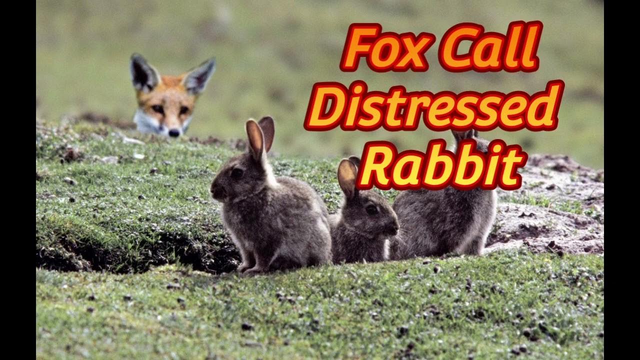 Best Fox Call Distressed Cottontail Rabbit 1hr YouTube