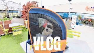 Shih Tzu Puppy Zoey Going To The Mall #shihtzu #shihtzumania #shihtzupuppies  #cute #시츄 by Zoey The Happy Face 64 views 1 month ago 2 minutes, 53 seconds
