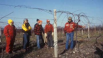 Pruning Grapevines - Grape Video #20