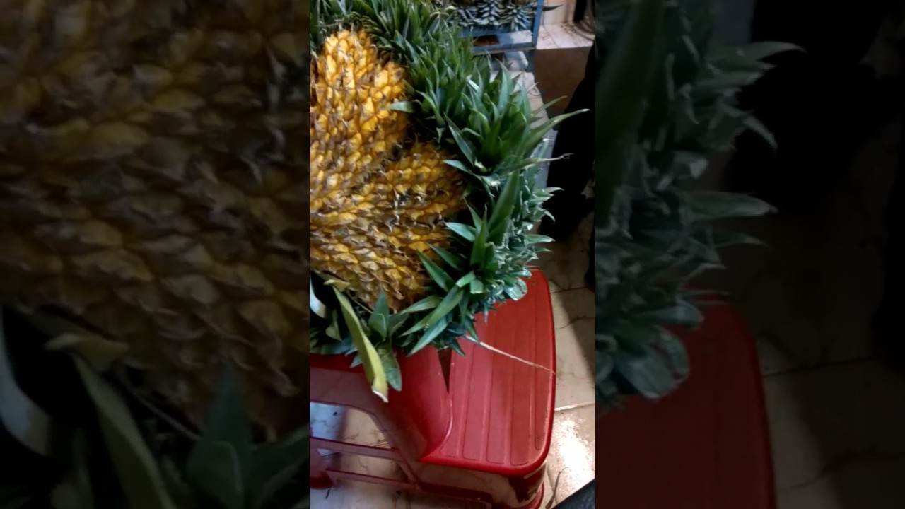 Largest pineapple in the world YouTube