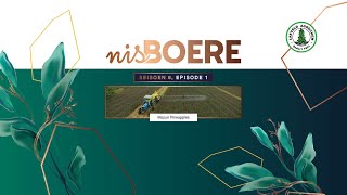 Nisboere 8 Episode 01 Mazuri Pineapples