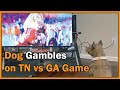 My dog Nash betting on Tenn Vols vs Georgia game against me